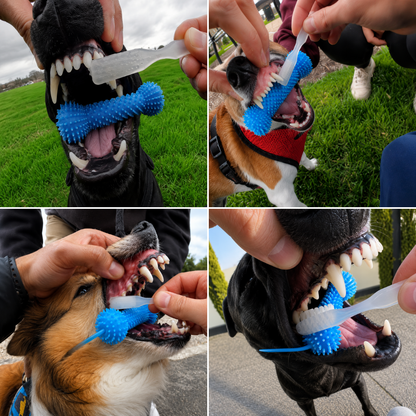 Gumbone™ — Your Dog's Dental Care